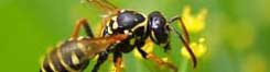 Beverly Hills Wasp Control.