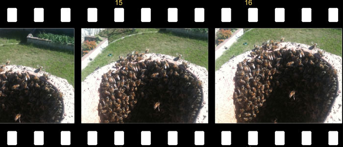 Bee Removal Movies