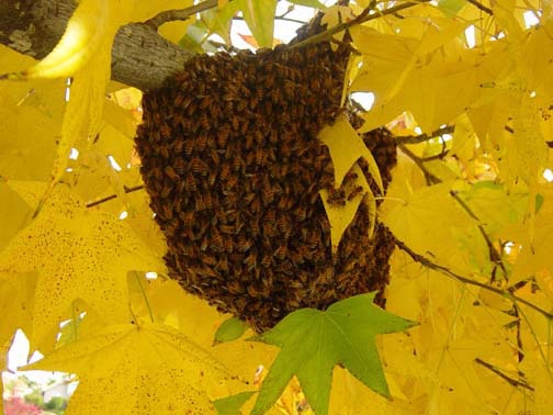 Culver City Bee Removal Guys Picture of a 
    swarm we relocated from a tree.