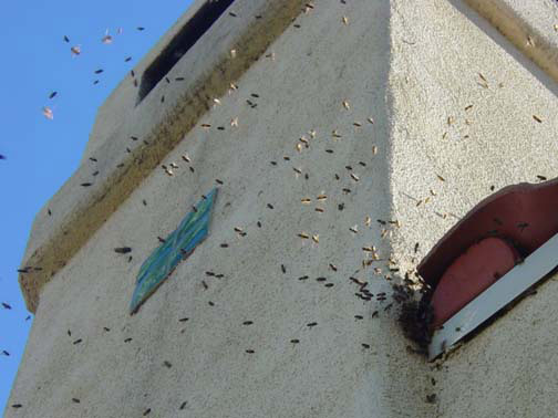 Bee Removal Century City This is 
    a picture of a swarm that is in the eave of a house.