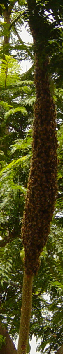 Bee Swarm in a tree.