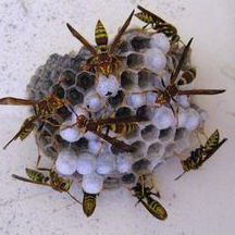 Wasp Removal Venice CA