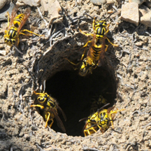 Yellow Jacket Removal Bel Air CA